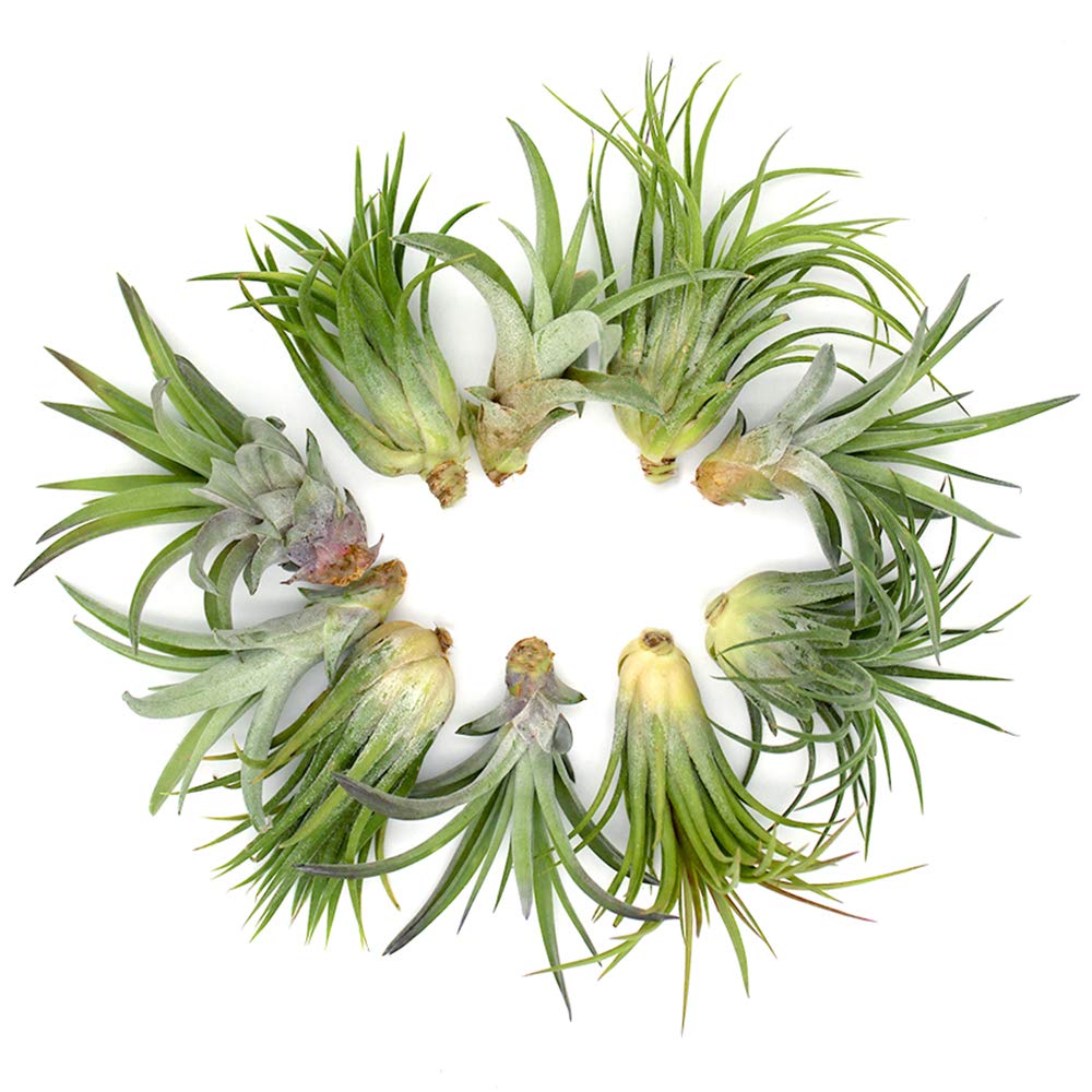 5.75" Puppy Dog Shaped Glass Terrarium Kit with Live Tillandsia Air Plant and Bright Colored Reindeer Moss (Light Green)