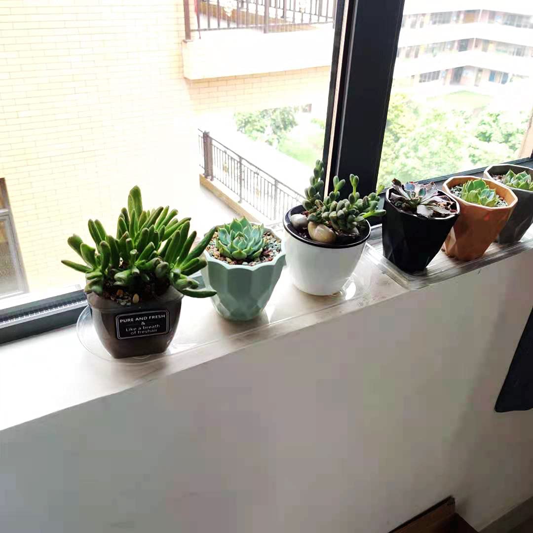 Idyllize Oval 5 Pieces of 14 by 4 5/8 Inches Clear Plastic Heavy Duty Plant Saucer Drip Trays for pots, Window Sills and Window Shelf (14'' x 4.6'')