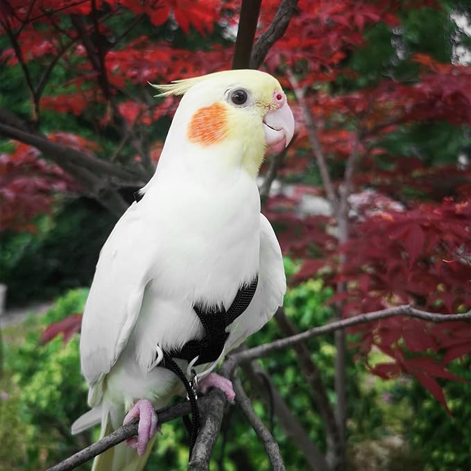 VANFAVORI Adjustable Bird Harness with 80 Inch Leash, Outdoor Flying Kit Training Rope for Bird Parrots Cockatiel S Size Weight 70-120 Grams, 2 Pieces
