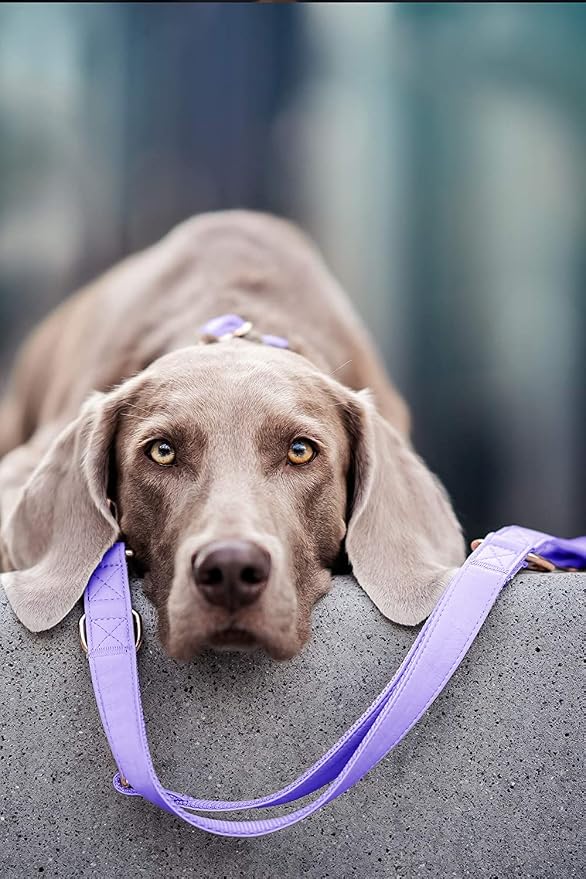 Soft Leather Dog Collar and Leash (6.6') Set - Stylish Rose Gold Heavy Duty Metal Buckle, 4 Adjustable Lengths Leash for Small Medium Large Dogs - Comfortable & Easy to Clean (M, Light Purple)