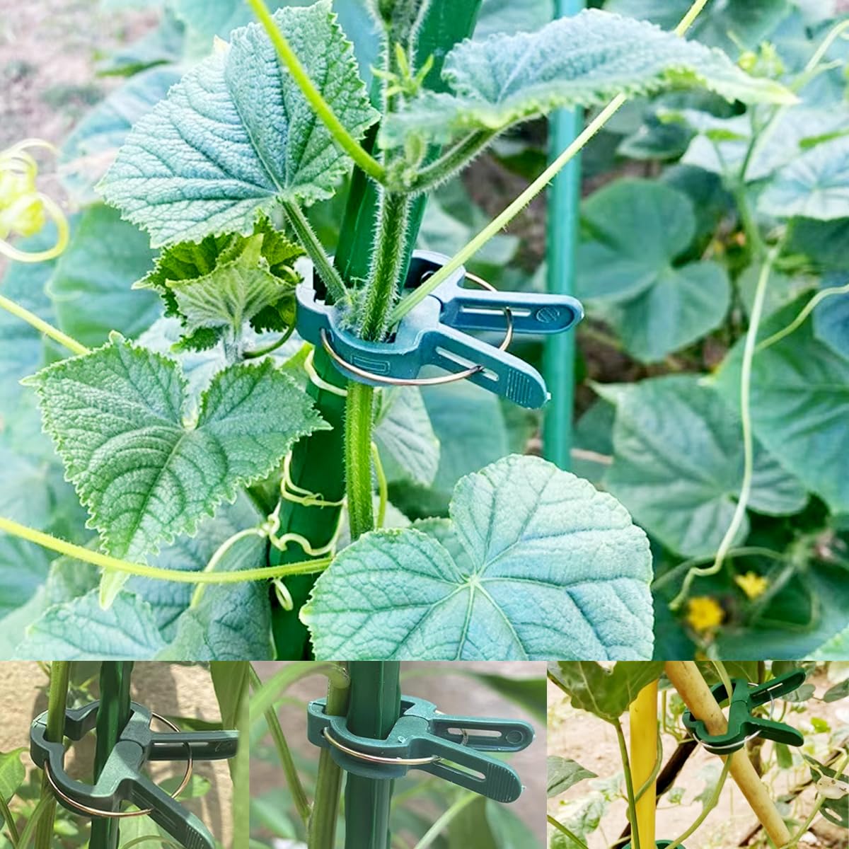 GXXMEI 80PCS Plant Clips 2 Sizes Adjusting Reusable Garden Plant Supports Clips for Supporting Stems of Flower Vine Vegetables Tomatoes Climbing