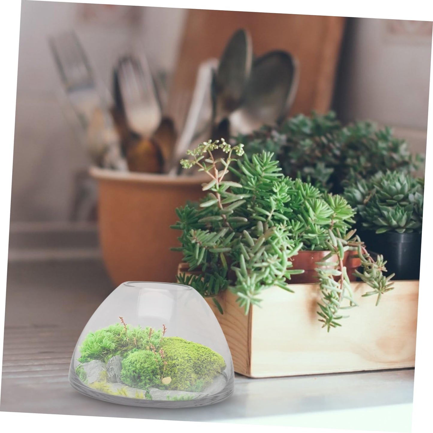 HANABASS Simple Plant Terrarium Glass Moss Micro Landscape Bottle for Home Decor