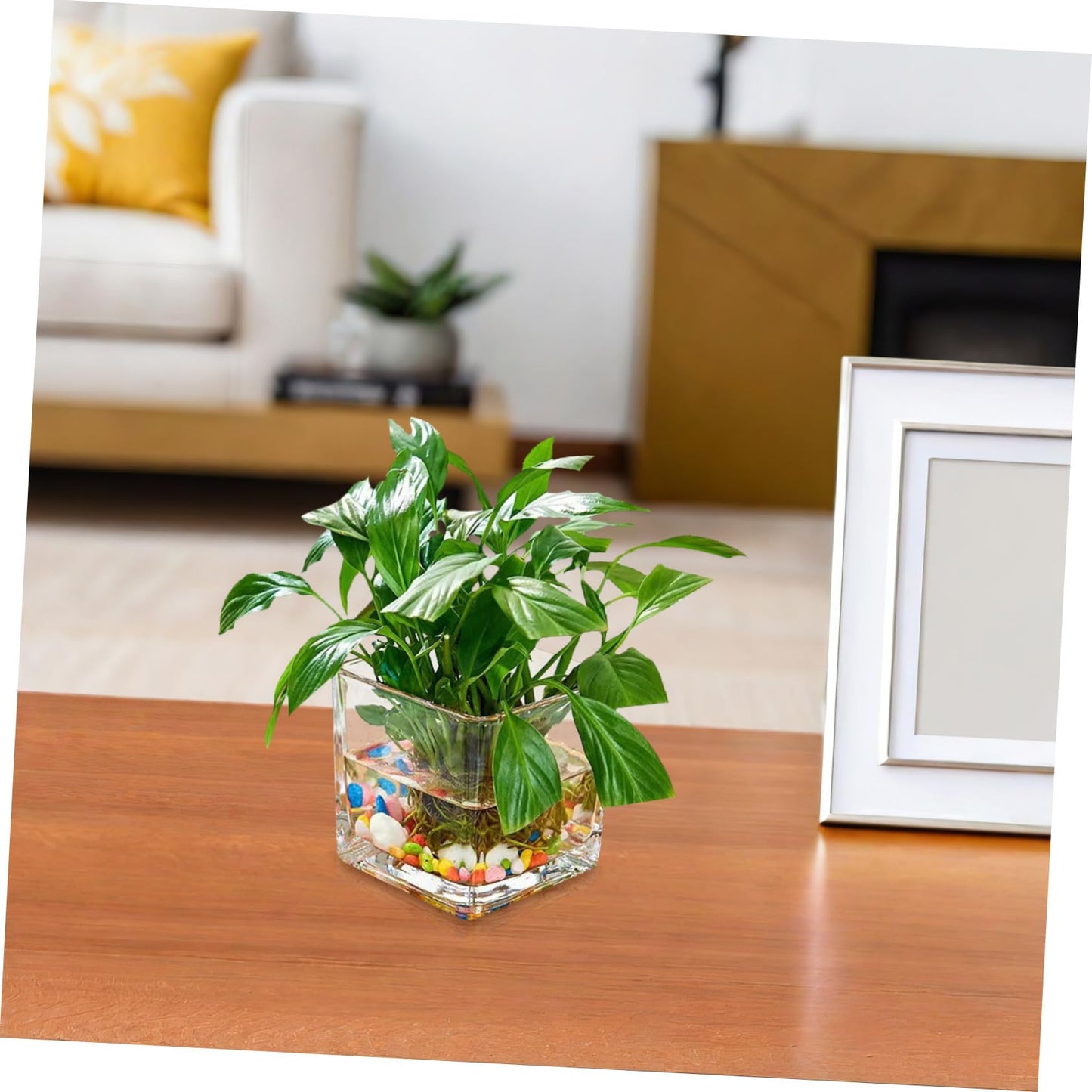INOOMP Square Glass Hydroponic Vase 10x10cm Thick Cube Flower Vase for Home Desk Decor, Glass Plant Terrarium Bottle for Modern Indoor Gardening