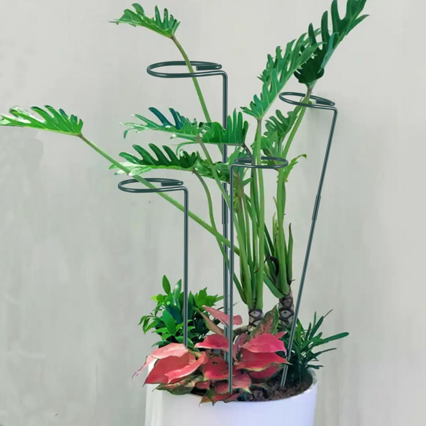 Plant Stake Support - 6 Pack Adjustable Height 16" or 30", Garden Support Stake Plant Cage Support Rings, Single Stem Plant Support Stakes, for Flowers Amaryllis Tomatoes Peony Lily Rose (30inch)