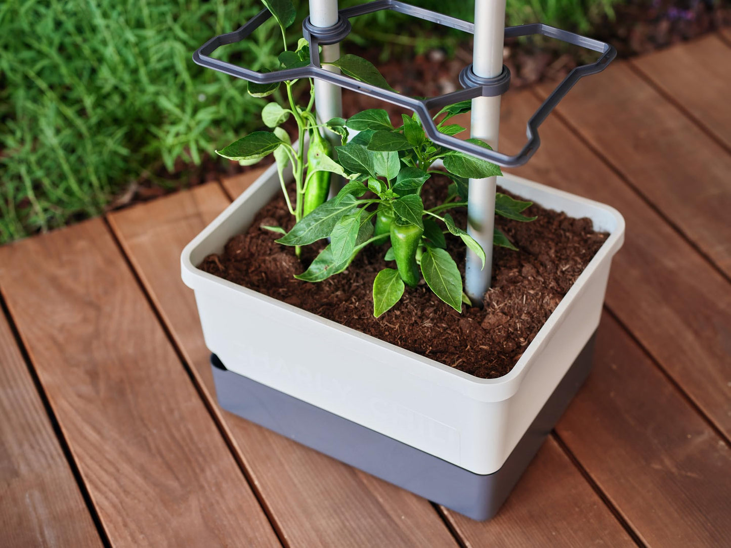 BUZZY Seeds Charly Chili Self-Watering Planter with Vertical Trellis – 1.2 Gal Reservoir, Large Capacity Planter for Chili Peppers, Bell Peppers & Eggplants (Grey)