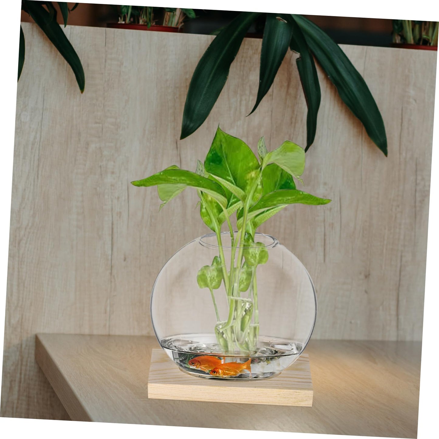 IWOWHERO 2sets Desktop Glass Planter Clear with Base for Hydroponic Plants Decorative Terrarium for Home Office for Small Greenery Floral Displays