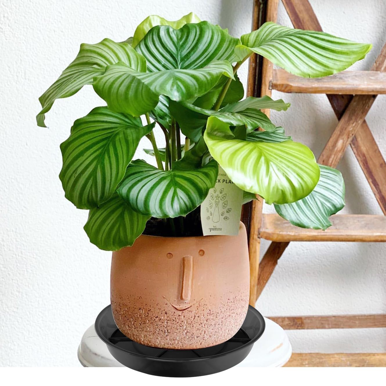 NIMYAU Large Plant Saucer 14 Inch 2 Pack, Plant Trays for Pots Heavy Duty Round Plastic Plant Saucers for Indoors Outdoors, Flower Pot Drip Trays, Clear Black Flower Plant Pot Saucer, Plant Pot Tray
