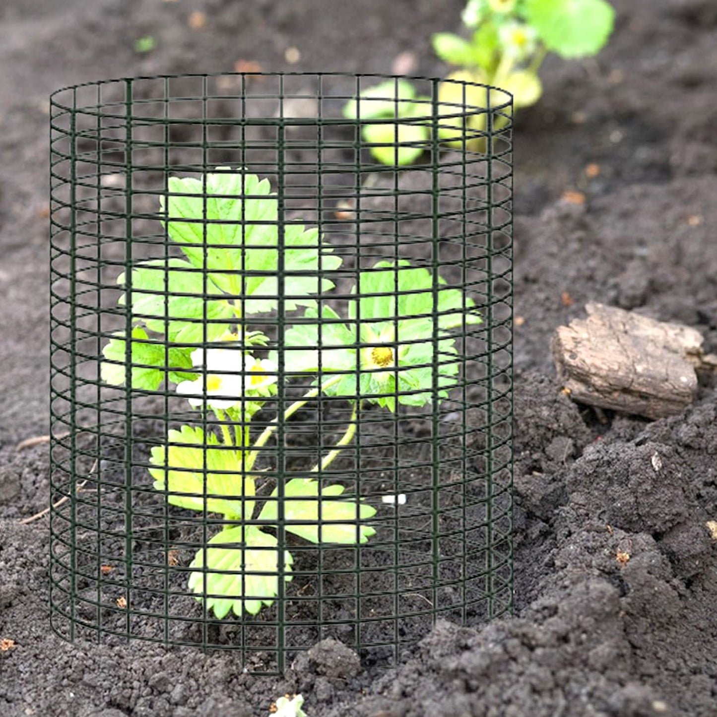 YEXEXINM 10 Pack 12" H X 4" D Wire Small Plant Protector from Animals, 10 PCS Small Metal Plant Cage Chicken Wire Cloche with Ground Stakes and Nylon Tie to Keep Animals Out, Garden Protection
