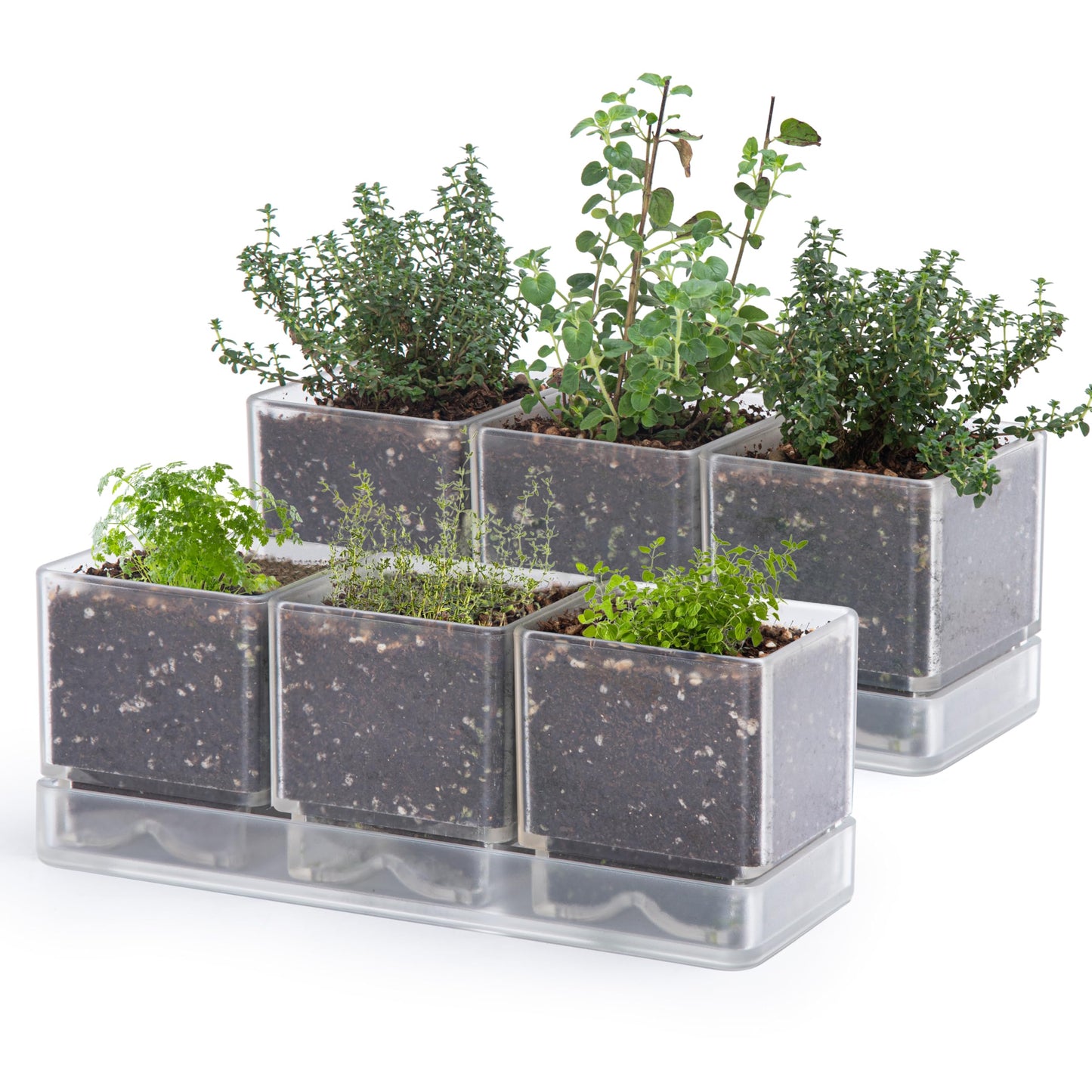 D'vine Dev Herb Garden Planter Set, Acrylic Plant Pots with Drainage and Saucer, Indoor Succulent Cactus Vegetable Pot for Windowsill, Garden Balcony, Clear, Set of 2, 76-V-D-2