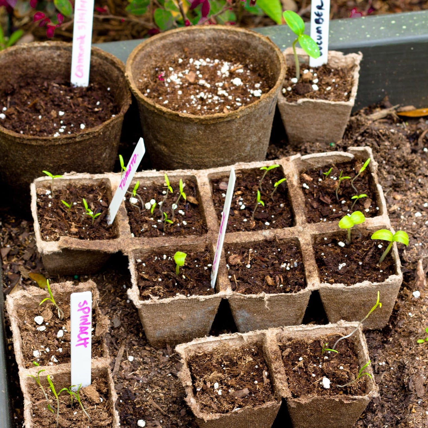 Doter 10 Packs Seedling Starter Trays 120 Cells, Biodegradable Seed Germination Trays Plant Starter Peat Pots for Seedlings