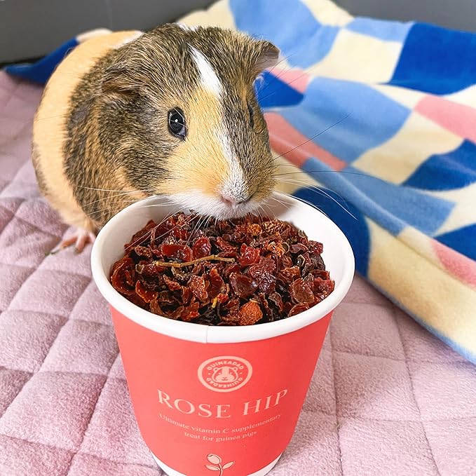 GuineaDad Organic Guinea Pig Herbal Treats - Guinea Pig Food with Convenient Packaging - Rose Hip Flavor - 16 fl oz - Guinea Pig Treats Help with Bonding - High in Nutrition, Immune Support - Large