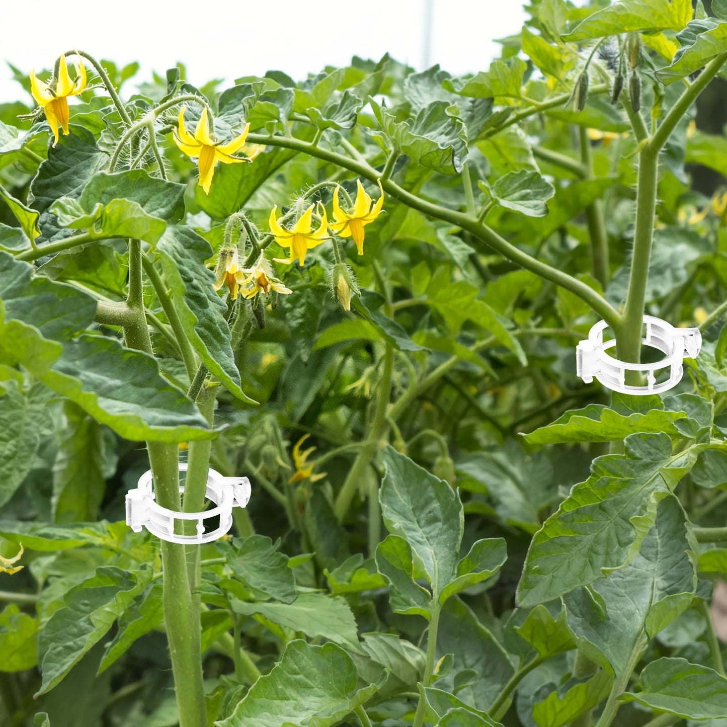 OJYUDD 400 Pcs White Plant Support Garden Clips,Plastic Tomato Vine Clips,Secured Climbing Plant Clip for Flower Vine Grape Twine Orchid