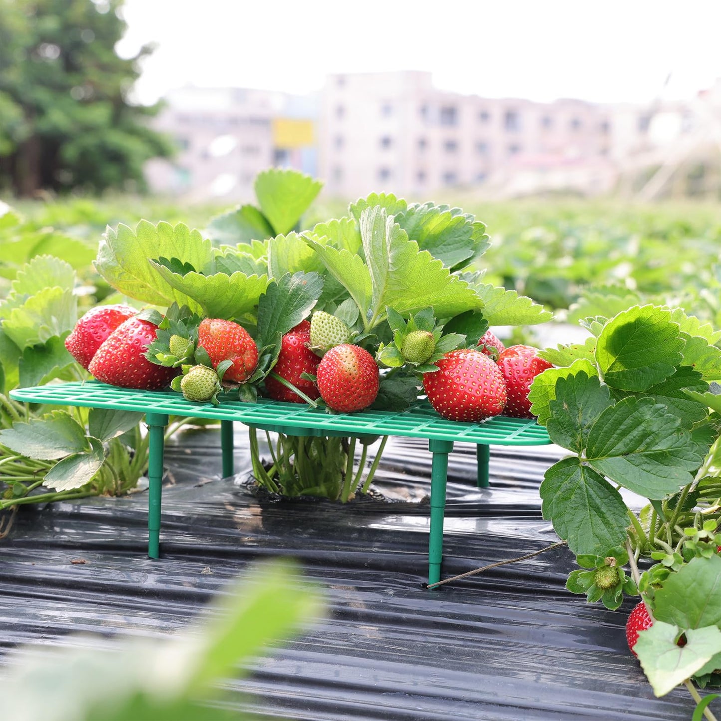 Richaa 10 Pcs Square Strawberry Plant Support, Strawberry Plants Holder with 4 Legs, Strawberry Plant Protector for Garden Growing Kit