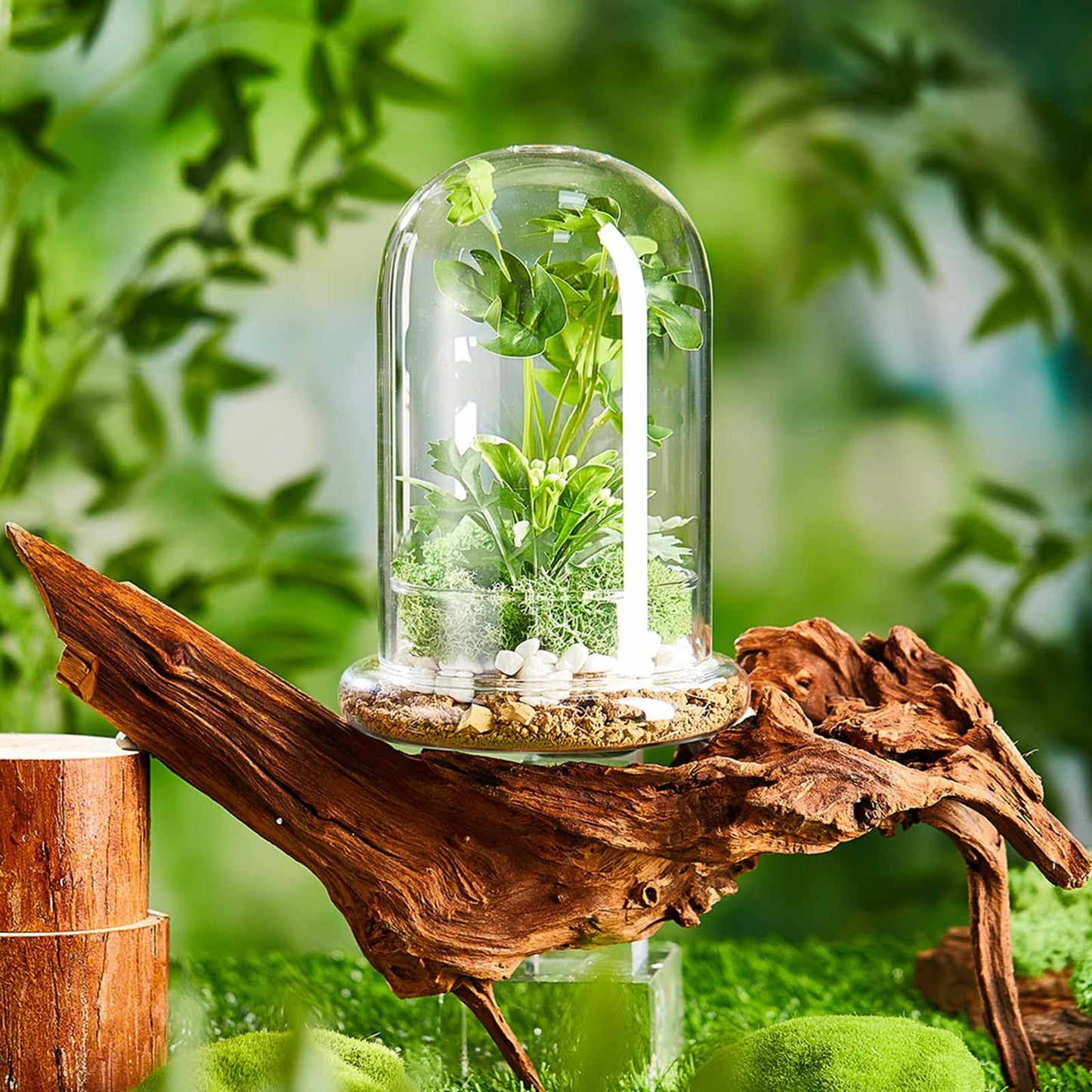 Perthlin 2 Pcs 5.9 x 7.9 Inch Glass Terrarium Clear Terrarium Planter Container Glass Dome Cloche with Airhole and Base for Plant Flower Home Tabletop Display Centerpiece, Plants Not Included