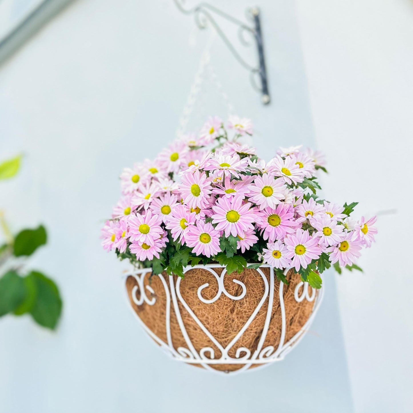 LaLaGreen Hanging Baskets for Plants (2 Pack, 12 Inch) Hanging Flower Pots with Coco Liner, White Metal Wire Round Basket Plant Holder with Hanger Hook Chain Outdoor Deck Patio Balcony Garden Decor