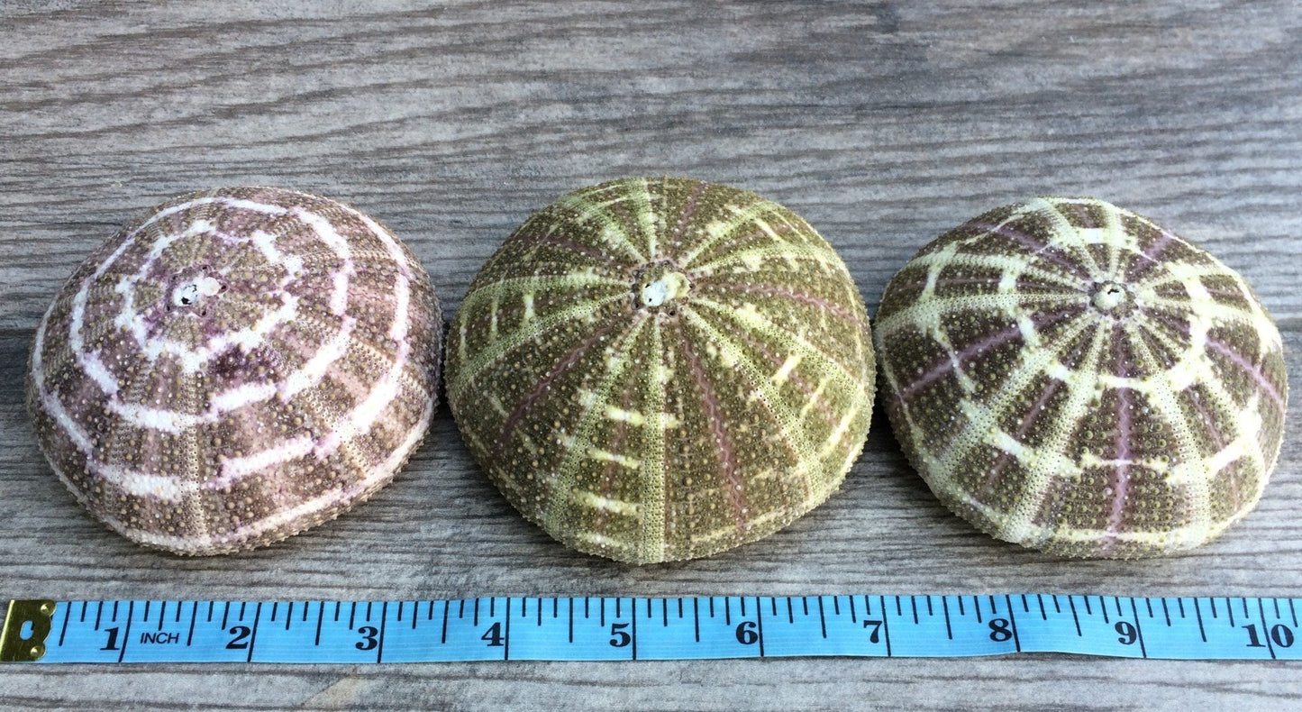 Alfonso Sea Urchins Shells for Air Plants - 3 Alphonse (3-4") Sea Urchin Shells - Hanging Air Plant Holder - Air Plants Live Holders - Air Plant Pot - No Plants Included