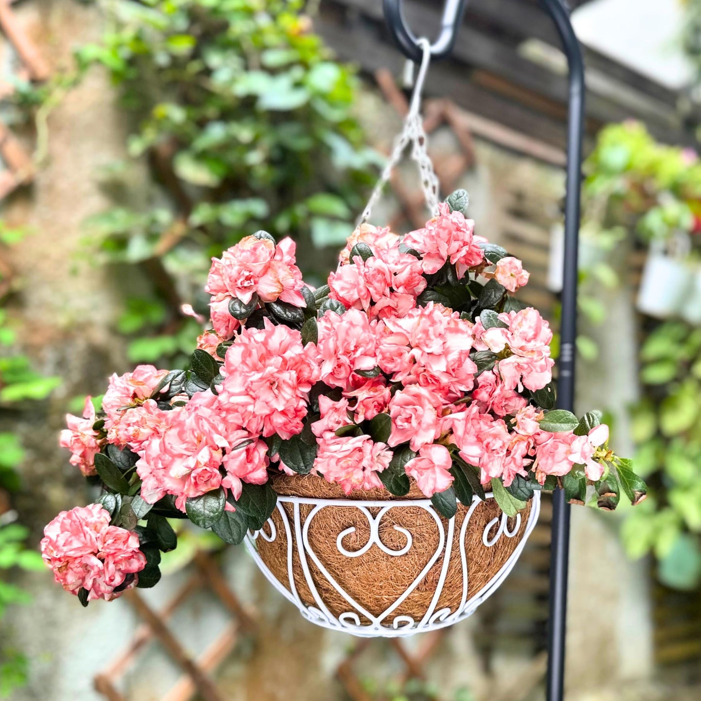 LaLaGreen Hanging Baskets for Plants (2 Pack, 10 Inch) Small Hanging Flower Pots with Coco Liner, White Metal Wire Round Plant Holder with Hanger Hook Chain Outdoor Deck Patio Balcony Garden Decor