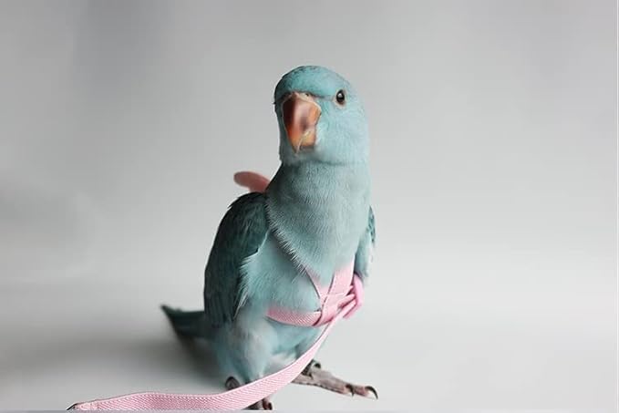 Pet Parrot Bird Harness Leash Adjustable Bird Flying Harness Traction Rope with Cute for Parrots Budgerigar Lovebird Cockatiel Mynah Outdoor Training Toy (Budgerigar/Lovebird,Pink)