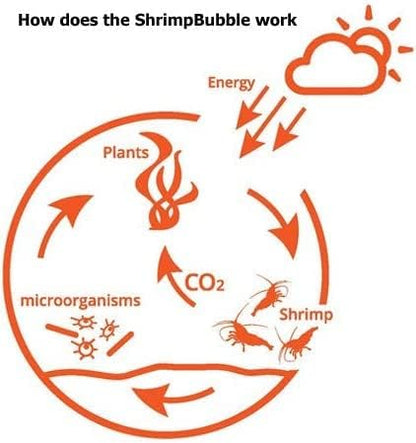 Shrimp Bubble Self-Sustaining Ecosystem - Natural. Contains Live Opae Ula Shrimp