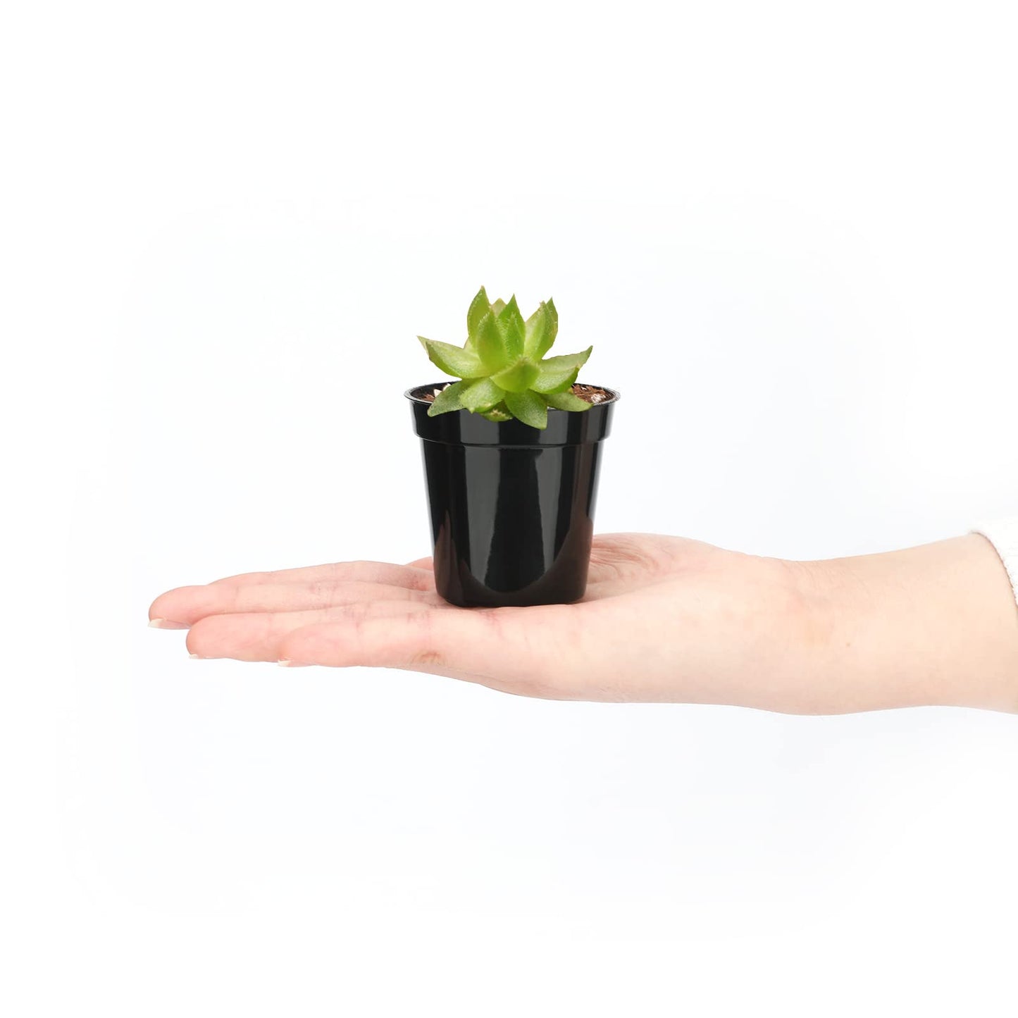 KINGLAKE 2 Inch Plastic Nursery Pots,100 Pcs Seed and Cutting Pots for Succulent Plants (Black)