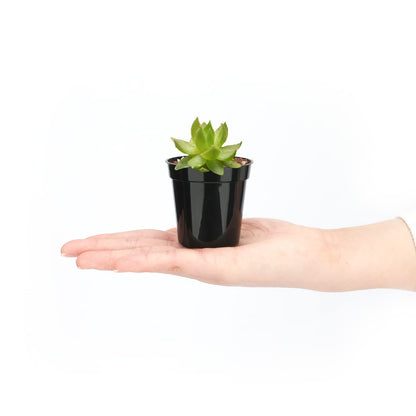 KINGLAKE 2 Inch Plastic Nursery Pots,100 Pcs Seed and Cutting Pots for Succulent Plants (Black)