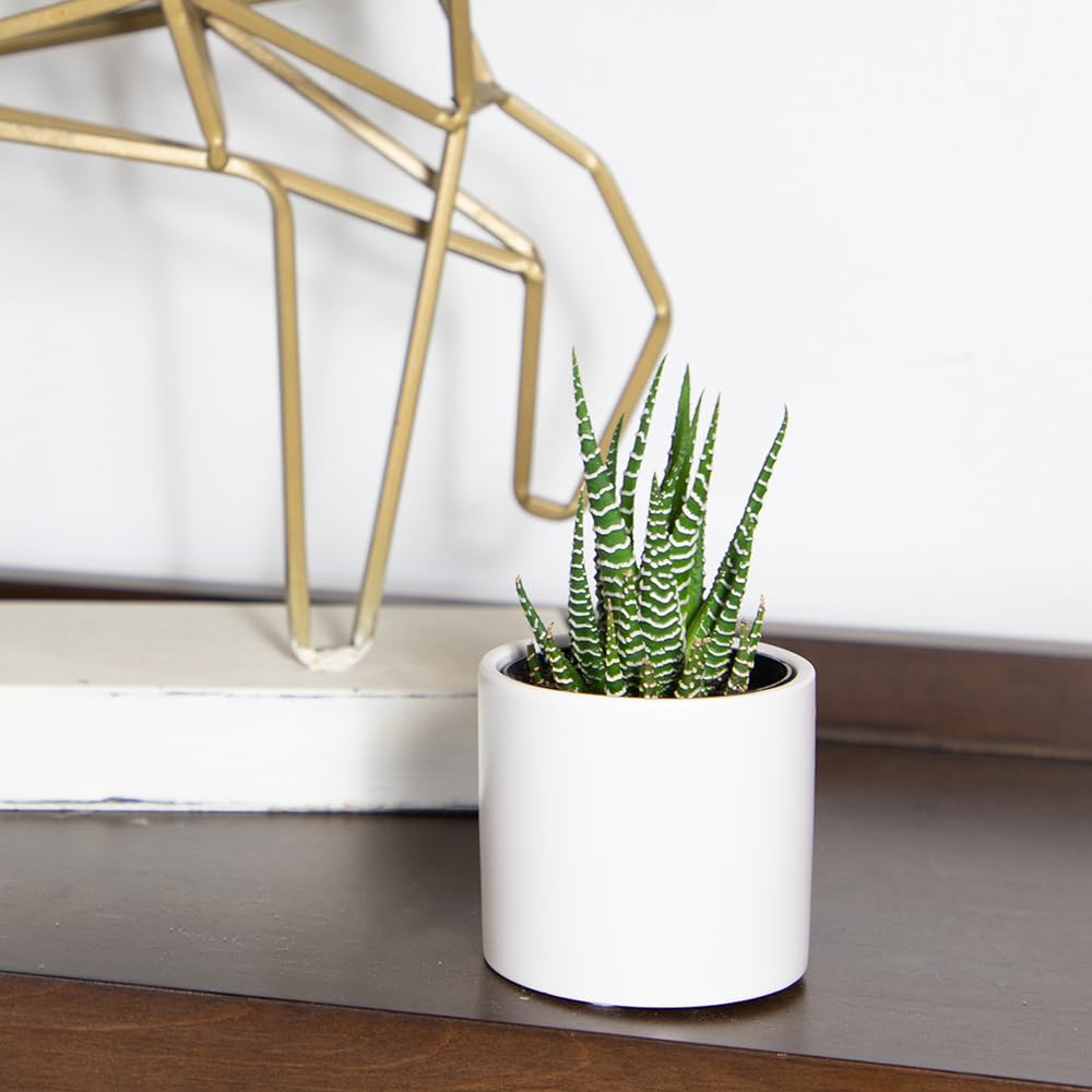 Plants for Pets Haworthia Zebra Plant Succulent in 2.5 Inch White Succulent Pot, Pet Friendly Houseplant, Live Plant Gift, Dog & Cat Safe Plants, Low Light Mini Succulents for Home Decor