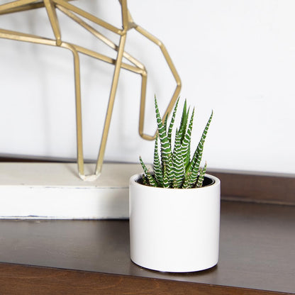 Plants for Pets Haworthia Zebra Plant Succulent in 2.5 Inch White Succulent Pot, Pet Friendly Houseplant, Live Plant Gift, Dog & Cat Safe Plants, Low Light Mini Succulents for Home Decor