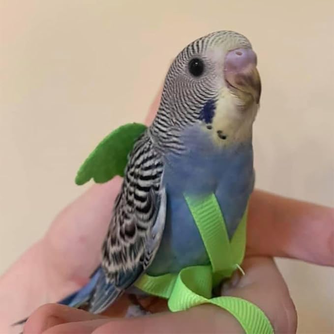 Pet Parrot Bird Harness and Leash, Adjustable Training Design Anti-Bite, Bird Nylon Rope with Cute Wing for Parrots, Suitable for Macaw Cockatoo Cockatiel Lovebird Conure African Grey (Green,M)