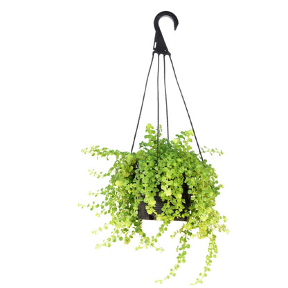 OFFSCH 10pcs Resin Plant Pot Hangers Hanging Flower Pot Hooks for Indoor Gardening Easy Install Home Office Decor