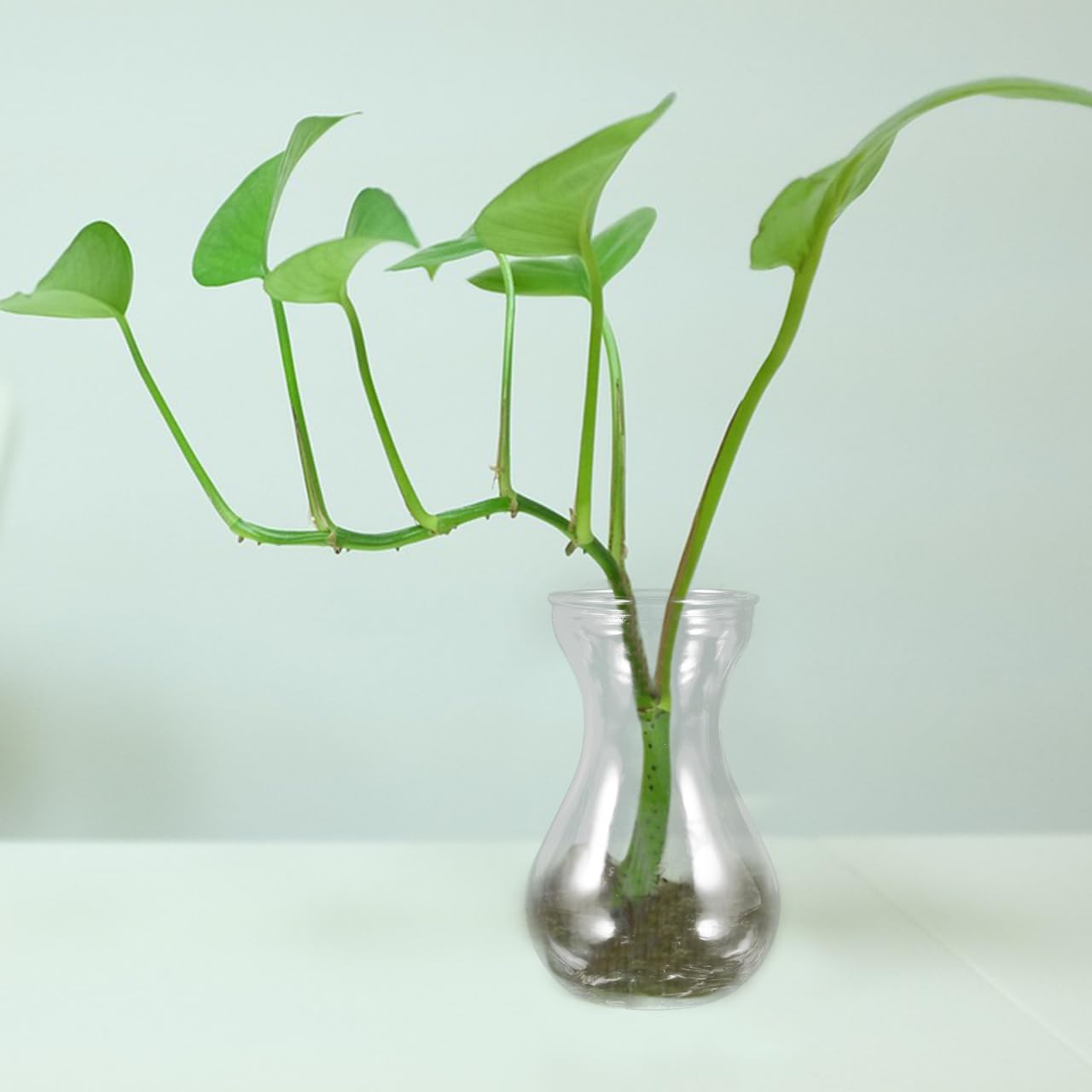Yardenfun Transparent Glass Craft Vase 5.11X3.54X2.75In Small Flower Container Decorative Planter Inserts for Home Table and Wedding Centerpieces