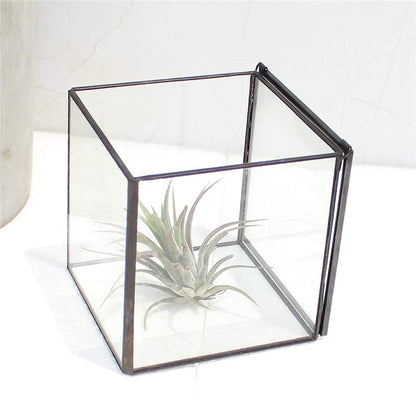 Small Square Glass Terrarium with Lid,Geometric Clear Box for Indoor Plants,Black Little Handmade Planter Pot for Succulents,Moss and Air Plant Fern,Home Garden Decor,4.3 x 4.3 x 4.7inch