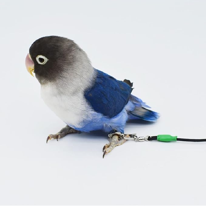 Bird Foot Chain with Flying Latex Elastic Training Rope Outdoor Parrot Ankle Foot Ring Accessories Bird Harness Leash Prevent Escaping (Model6-With 236inch Leash)