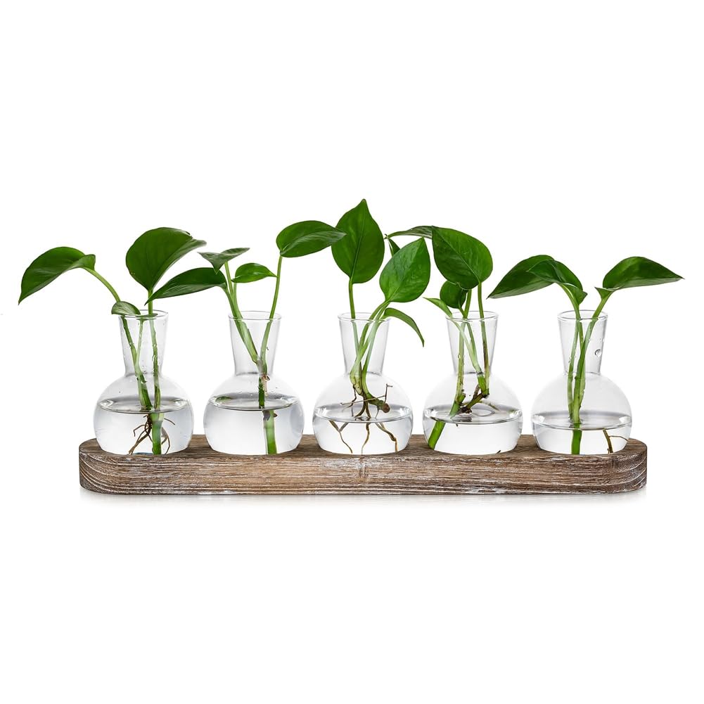 Beranosoer Propagation Station Glass Vases Decoration: 5 Plants Terrarium with White Washed Wooden Tray for Living Room