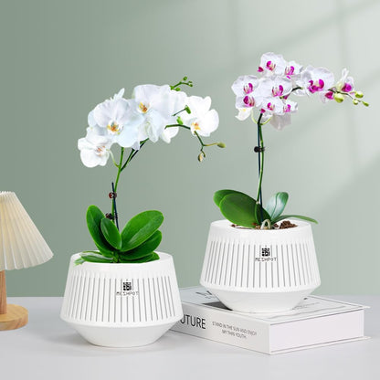 Meshpot 5 inch Orchid Pots with Holes for Repotting,Set of 1,Decorative African Violet Pots with Air-Pruning and Good Air Circulation,Plastic White Orchid Planter with Saucers