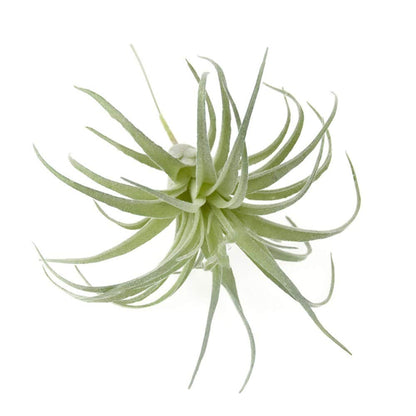 EBUYOM 2 PCS Artificial Succulents Plants Unpotted Fake Flocking Tillandsia Air Plants Succulent Bromeliads Bouquet Arrangements Faux Plants DIY for Garden Terrarium Decor Home Decoration Green