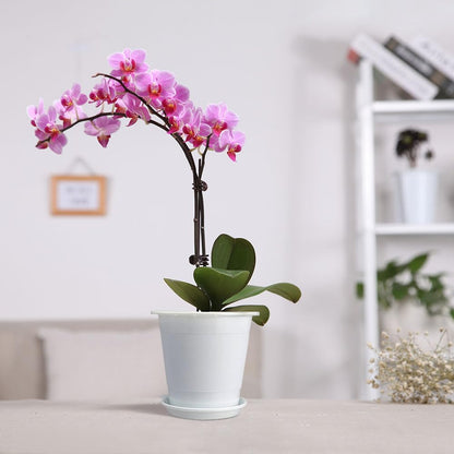 Meshpot 2Pcs 4 inch Clear Orchid Pots with Holes Match White Plastic Orchid Planter & 5 inch White Decorative Orchid Pot