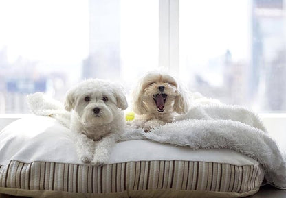 Essentia Kingston Luxury Organic Pet Bed - Large Dog