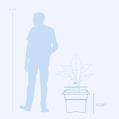 Bloem Veranda Deck Box Planter Square: 14" - Black