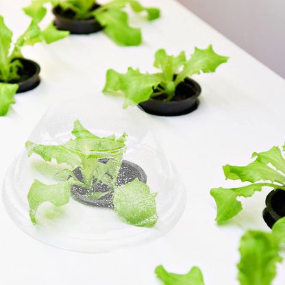 POPETPOP 100 Pcs Plastic Dome Lids - 1.57 Inch Inner Diameter Transparent Hydroponic Plant Caps, Hydroponics Pod Hole Cover for Seedling Clone & Plant Sprouting