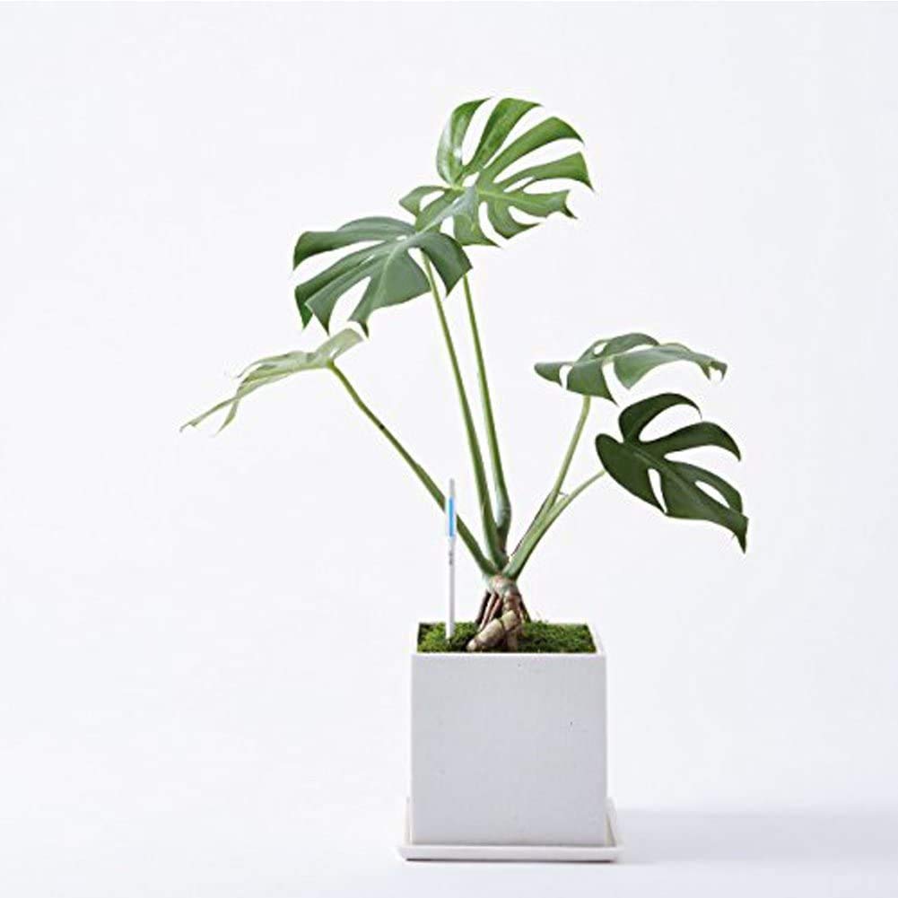 IPPINKA Sustee Aquameter Set of 4, Plant Soil Moisture Sensor, (White, Large, Refillable)
