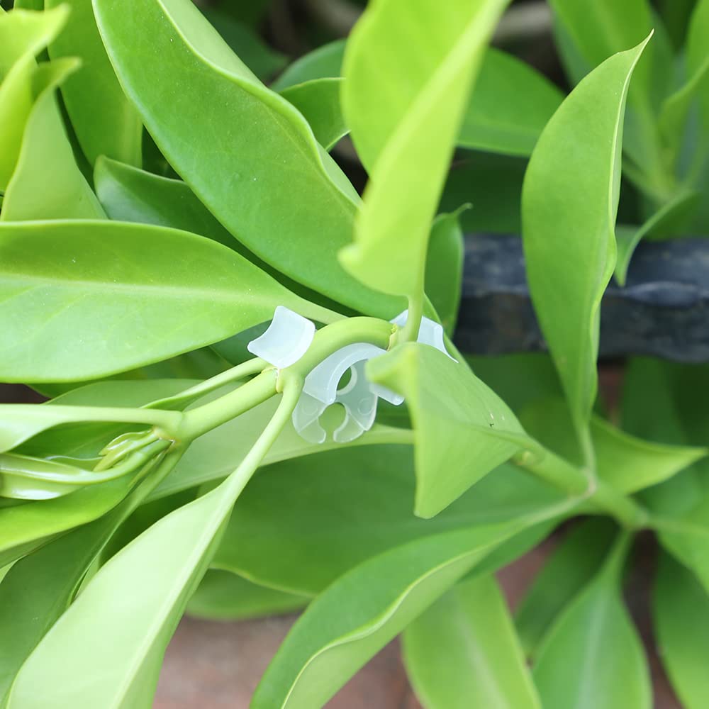 LucyPhy 60 Pack Plant Bender Angle Adjustable Plant Training Clips Low Stress Training Clips 90 Degrees Plant Stem(Circle Style,Transparent)