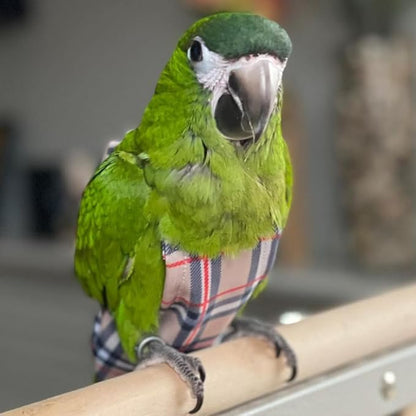 Avian Fashions FeatherWear FlightSuit Small(4) Bird Diaper in BirBerry