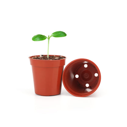 KINGLAKE 100 Pcs 2 Inch Plastic Plant Nursery Pots,Seed and Cutting Pots for Succulent Plants