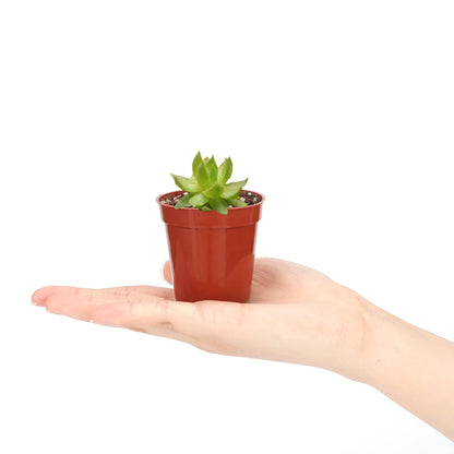 KINGLAKE 100 Pcs 2 Inch Plastic Plant Nursery Pots,Seed and Cutting Pots for Succulent Plants