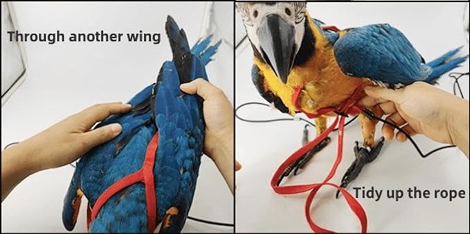 Adjustable Bird Harness with 78.7 Inch Leash, Outdoor Flying Training Rope Kit for Bird Parrots, Parrot Flying Rope Straps Outdoor Training Traction Rope for Small Medium Large Size Birds (M)