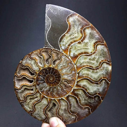 RALDMOV Natural Beautiful Ammonite Fossil Conch Specimen Collectibles Home Decor Gifts Ornament (6-7in)