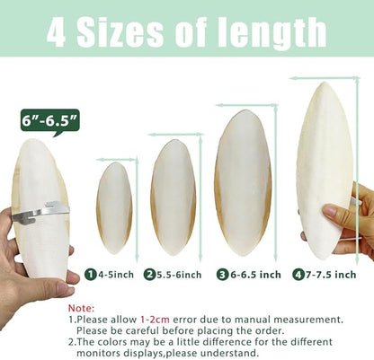 Natural Cuttlebone for Birds Parakeets Canaries Cockatiels Small Conures Mynahs Toucans African Greys All Parrots Snails Totoise, with Holder for Bird Cage (5.5-6 inch,2PCS)