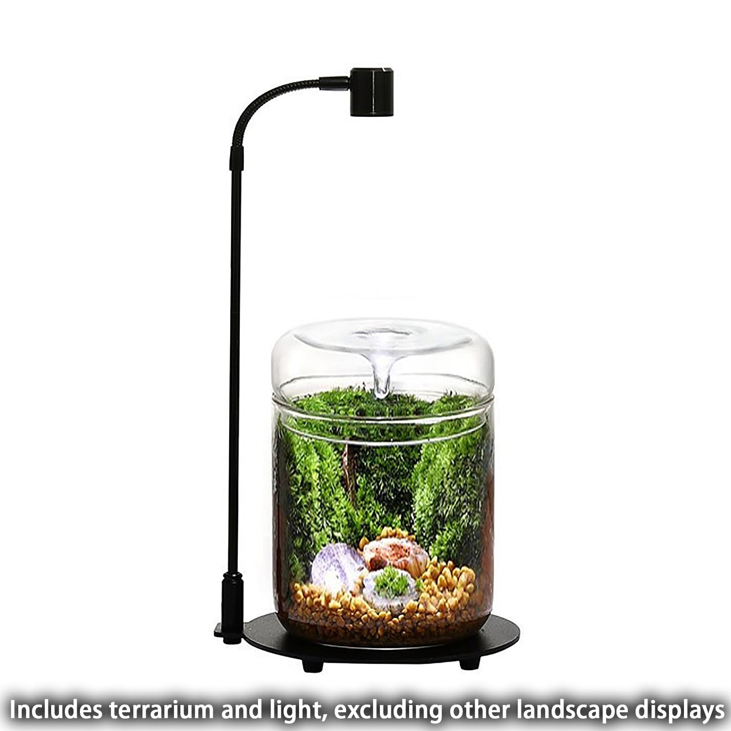 SARUFO Glass Plant Terrarium 4.7"X7" Inches Succulent Air Planter Fern Moss Micro-Landscape Vase for Home Office Tabletop Decoration Container with Lid Indoor Wardian Copyright Patent（with Light）