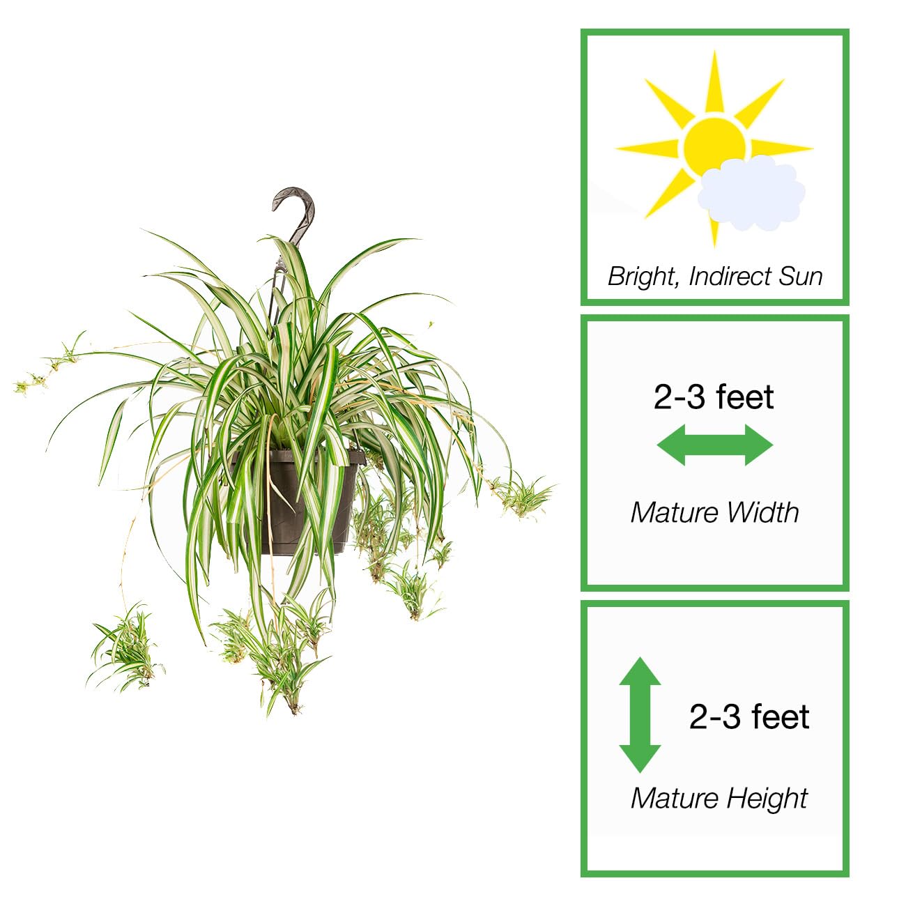Perfect Plants Spider Plant in 8in. Hanging Basket | Live Houseplant for Indoor Growing | Easy to Care for & Keep Alive | Beautiful Green & White Variegated Leaves