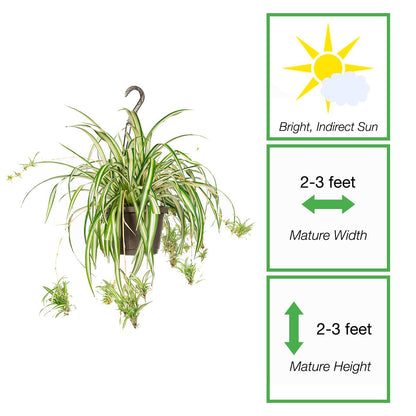 Perfect Plants Spider Plant in 8in. Hanging Basket | Live Houseplant for Indoor Growing | Easy to Care for & Keep Alive | Beautiful Green & White Variegated Leaves